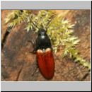 Ampedus pomorum - Schnellkaefer 01a 7mm.jpg